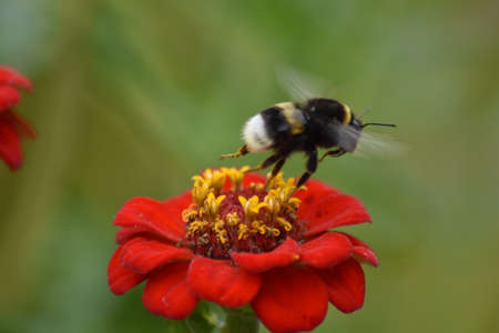 bee pollinates flower in garden