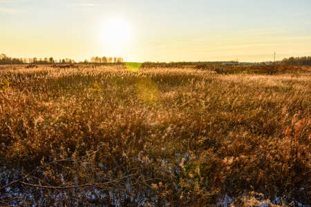 beautiful field in Russia in autumnの写真素材