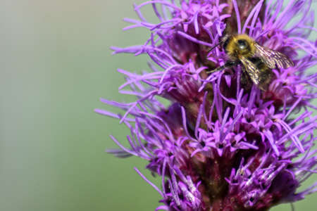 Bee pollinates flower in summer gardenの写真素材
