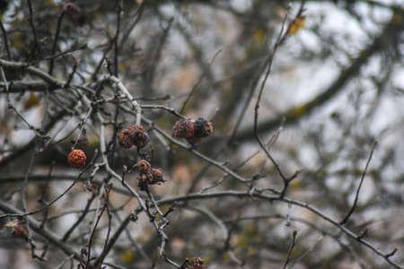 bunch of ash on a tree