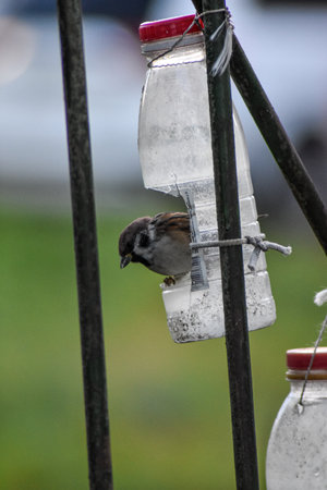 sparrows eat from the feeder