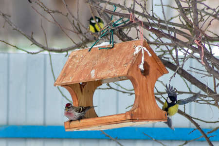 birds fly at the feeder in winterの写真素材