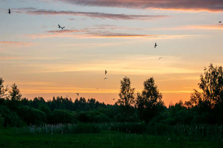 gentle and beautiful sunrise in the field in summer
