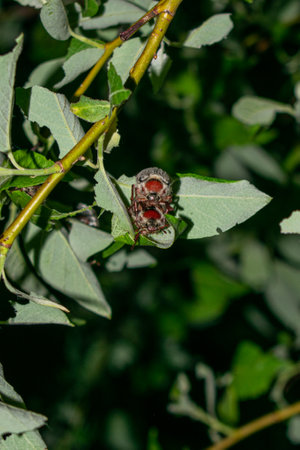 May beetle sits on a tree branch