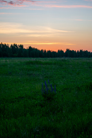 gentle and beautiful sunrise in the field in summerの写真素材