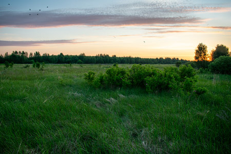 gentle and beautiful sunrise in the field in summerの写真素材