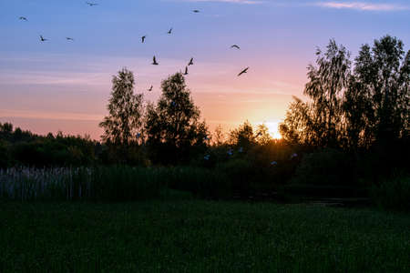 bright summer sunrise in the fieldの写真素材