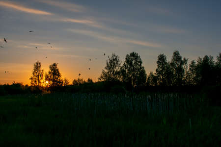 bright summer sunrise in the fieldの写真素材