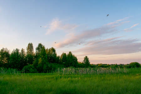 bright summer sunrise in the fieldの写真素材