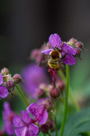 beautiful flowers in the summer gardenの写真素材
