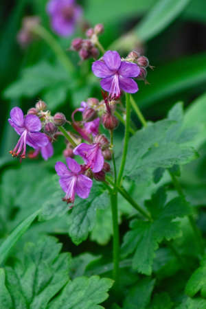 beautiful flowers in the summer garden