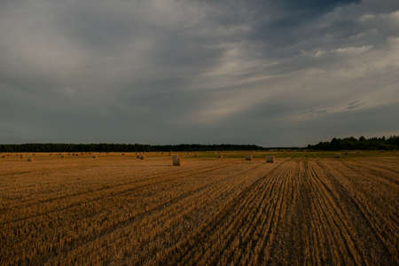 many haystacks lie on the fieldの写真素材