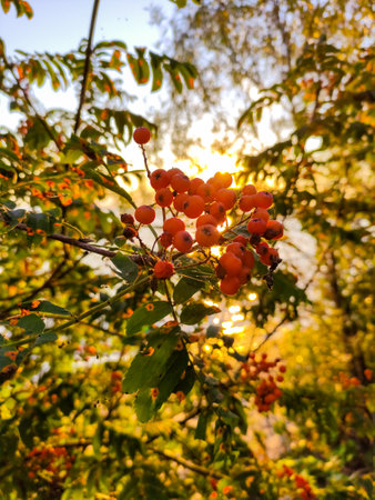 red mountain ash blooms at sunsetの写真素材