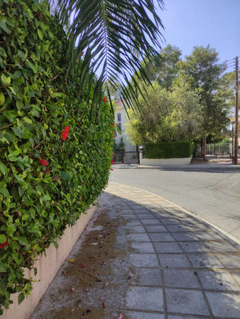 beautiful summer street with flowersの写真素材