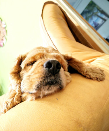 portrait of a cocker spaniel dogの写真素材