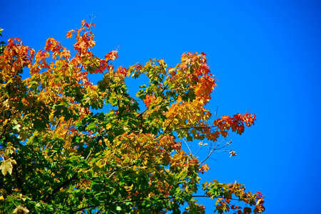 against the blue sky of autumn tree with bright red and yellow leaves