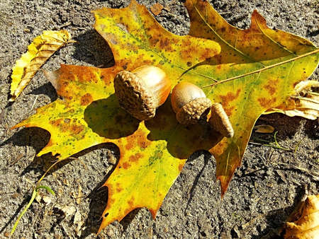 lying on a piece of oak acorns in the forestの写真素材