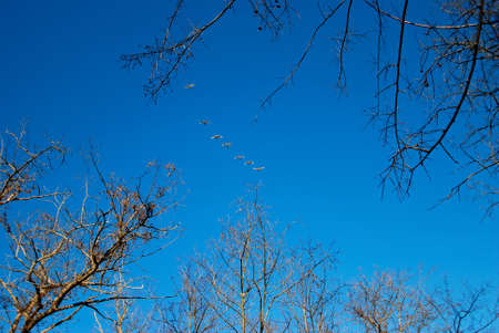 flying in the blue sky swansの写真素材