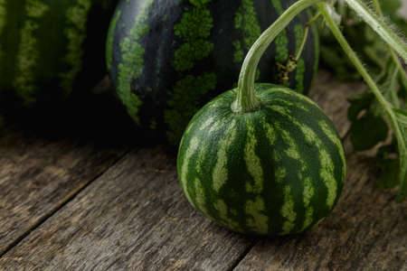 Whole watermelon, honey watermelon on wooden table background. Very healthy, natural, vegetarian food.の写真素材