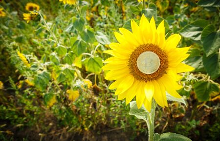 Bitcoin is growing along with sunflowerの写真素材
