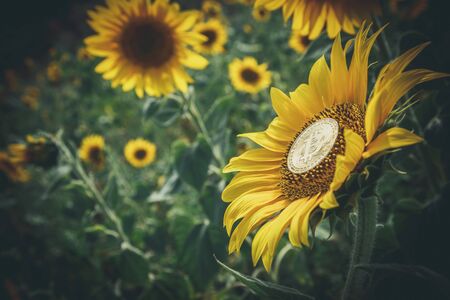 Bitcoin is growing along with sunflowerの写真素材
