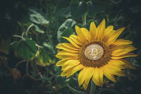 Bitcoin is growing along with sunflower