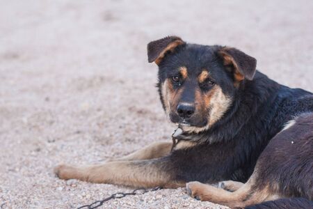 Street dog on a chainの写真素材
