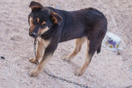 Street dog on a chain