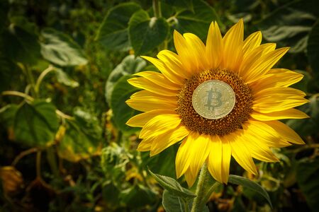 Bitcoin is growing along with sunflowerの写真素材