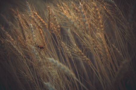 Ripe wheat in the evening at sunsetの写真素材