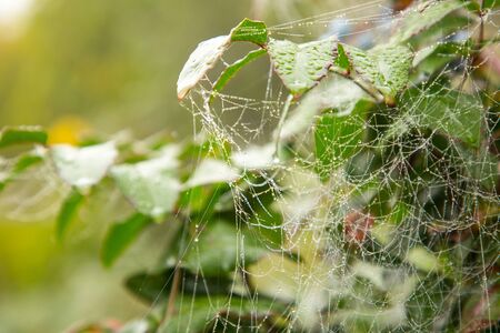 Dew on the web in the early summer morningの写真素材