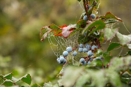 Dew on the web in the early summer morningの写真素材