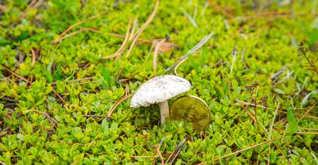 Bitcoin rate has grown rapidly like a mushroom after rainの写真素材