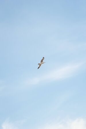 A seagull flies through the blue sky near the seashoreの写真素材