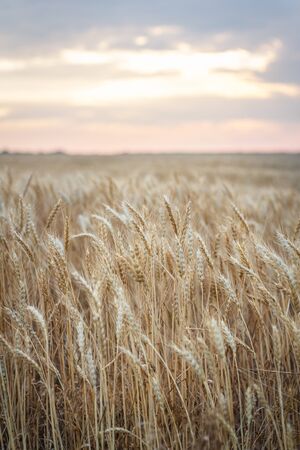 Field of yellow wheat during sunsetの写真素材