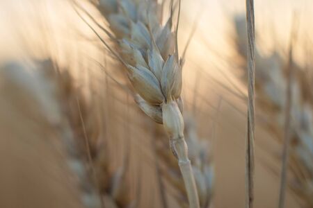 Yellow spikelet of wheat closeの写真素材