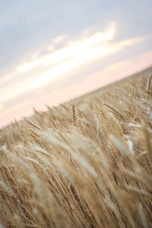 Field of yellow wheat during sunsetの写真素材