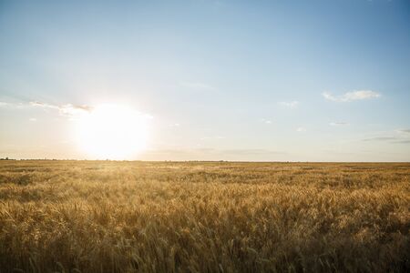 Field of yellow wheat during sunsetの写真素材