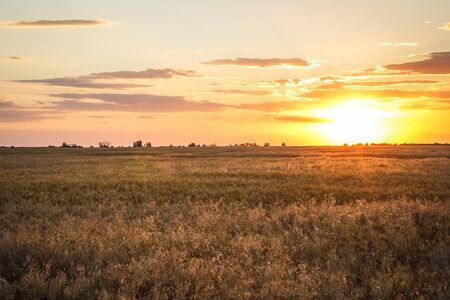 Field of yellow wheat during sunsetの写真素材