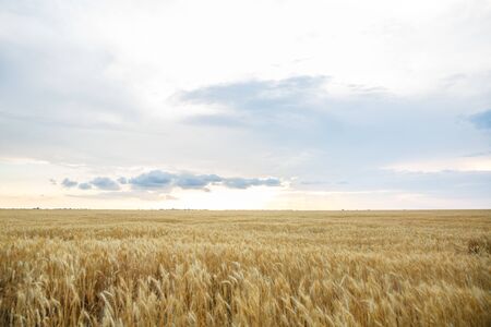 Field of yellow wheat during sunsetの写真素材