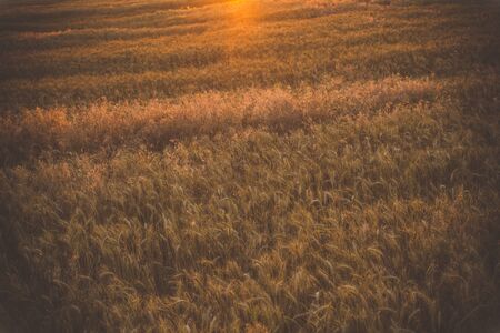 Field of yellow wheat during sunsetの写真素材