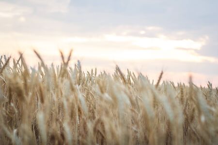 Field of yellow wheat during sunsetの写真素材