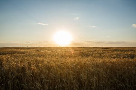 Field of yellow wheat during sunsetの写真素材