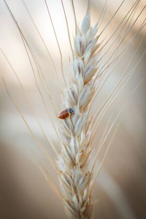 Yellow spikelet of wheat closeの写真素材