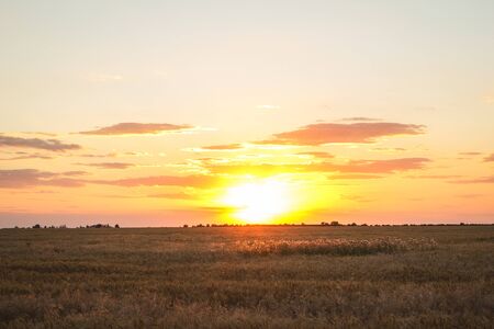 Field of yellow wheat during sunsetの写真素材