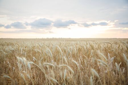Field of yellow wheat during sunsetの写真素材