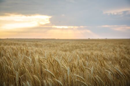 Field of yellow wheat during sunsetの写真素材
