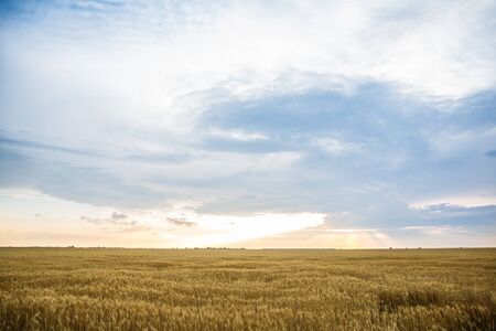 Field of yellow wheat during sunset