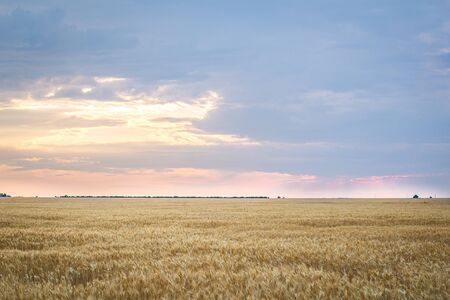 Field of yellow wheat during sunsetの写真素材