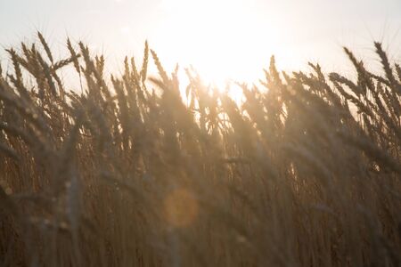 Field of yellow wheat during sunset